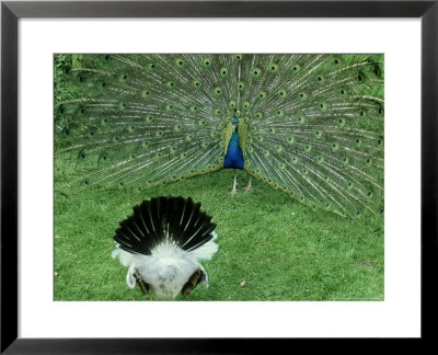 Peacock, Displaying To Female by David Cayless Pricing Limited Edition Print image