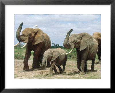 African Elephant, Smelling The Air, Kenya by Martyn Colbeck Pricing Limited Edition Print image