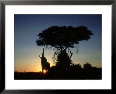 Elephants, Bull Feeding At Dawn, Kenya by Martyn Colbeck Pricing Limited Edition Print image
