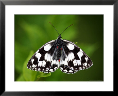 Marbled White Butterfly With Blood Sucking Parasites Attached, Uk by David Clapp Pricing Limited Edition Print image