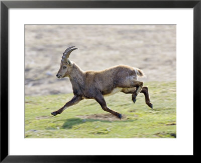 Ibex, Young Male Running, Switzerland by David Courtenay Pricing Limited Edition Print image