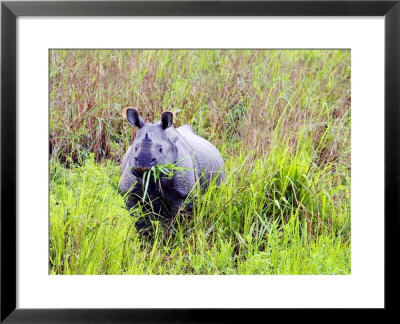 Indian Rhinoceros, Standing In Long Grass Eating, Assam, India by David Courtenay Pricing Limited Edition Print image