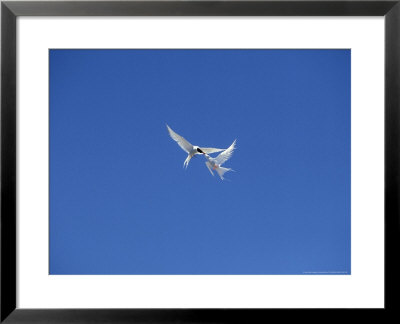 South American Tern, Aerial Diplay, Falklands by Kenneth Day Pricing Limited Edition Print image