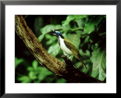 Blue-Faced Honeyeater, Australia by Kenneth Day Pricing Limited Edition Print image