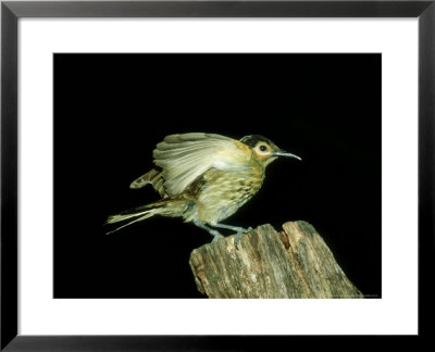 Macleays Honeyeater, Australia by Kenneth Day Pricing Limited Edition Print image