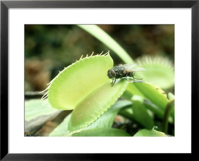 Venus Fly Trap by David M. Dennis Pricing Limited Edition Print image