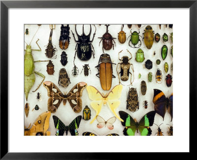 Insect Collection by David M. Dennis Pricing Limited Edition Print image