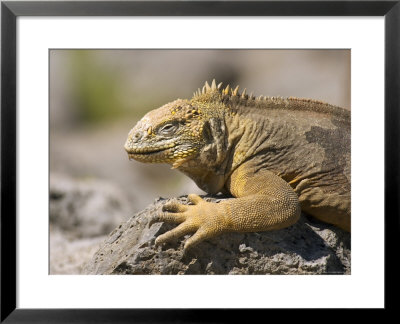 Land Iguana, South Plaza Island, Ecuador by David M. Dennis Pricing Limited Edition Print image