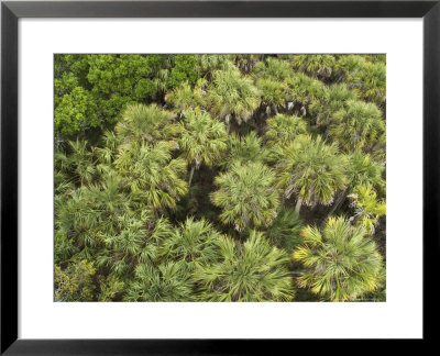 Canopy Of Palmetto, Myakka River State Park, Florida, Usa by David M. Dennis Pricing Limited Edition Print image