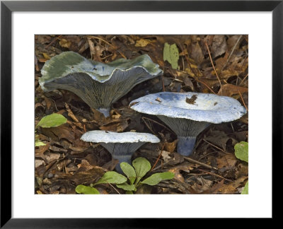 Indigo Milky Mushroom, Near Cades Cove, Tennessee, Usa by David M. Dennis Pricing Limited Edition Print image