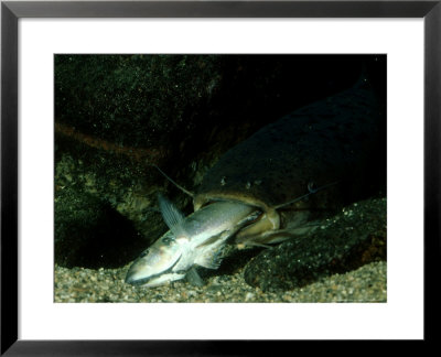Electric Catfish, With Stunned Prey, Tanzania by Deeble & Stone Pricing Limited Edition Print image