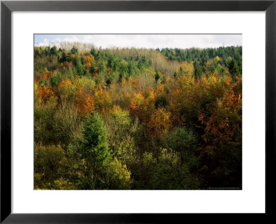 Cowley Woods In Autumn, Gloucestershire, England by Mike England Pricing Limited Edition Print image