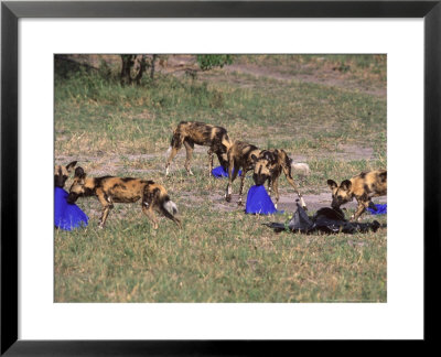 Wild Dog, Pack Investigating Blue Plastic, Botswana by Chris And Monique Fallows Pricing Limited Edition Print image