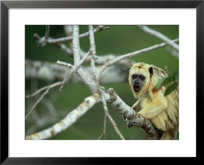 Black Howler In Tree, Mato Grosso, Brazil by Berndt Fischer Pricing Limited Edition Print image