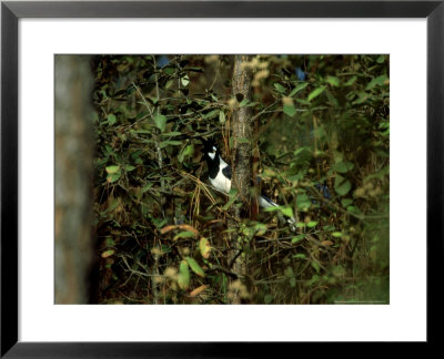Tufted Jay, Endemic, Mexico by Patricio Robles Gil Pricing Limited Edition Print image