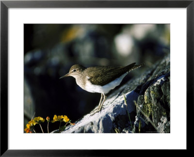 Common Sandpiper by Mark Hamblin Pricing Limited Edition Print image