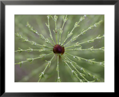 Giant Horsetail, Close Up, Norway by Mark Hamblin Pricing Limited Edition Print image