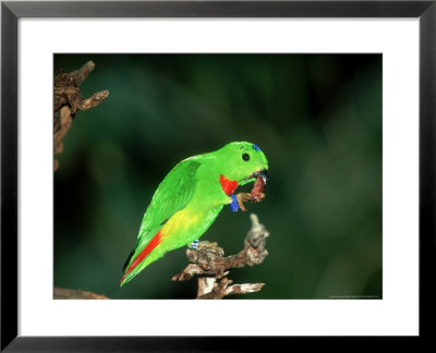 Blue-Crowned Hanging Parrot, Male Eating, Zoo Animal by Stan Osolinski Pricing Limited Edition Print image