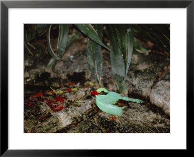 Hunting Cissa, Foraging, Zoo Animal by Stan Osolinski Pricing Limited Edition Print image