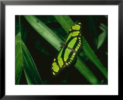 Malachite, Aviary Animal by Stan Osolinski Pricing Limited Edition Print image