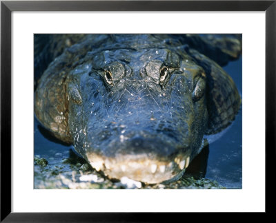 American Alligator, Sunning, Florida, Usa by Stan Osolinski Pricing Limited Edition Print image