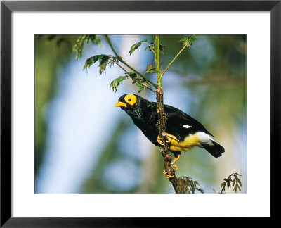 Yellow-Faced Mynah, Zoo Animal by Stan Osolinski Pricing Limited Edition Print image