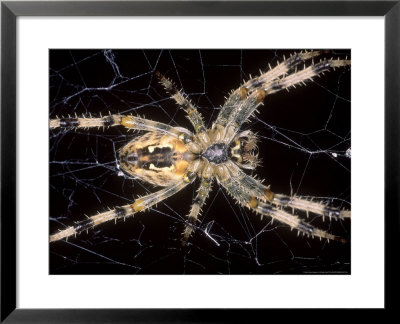 Garden Spider On Web, Middlesex, Uk by O'toole Peter Pricing Limited Edition Print image