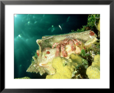 Hermit Crab, Bahamas by Tammy Peluso Pricing Limited Edition Print image