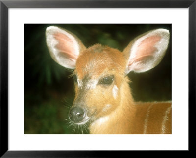 Sitatunga, Calf, Congo Republic by Andrew Plumptre Pricing Limited Edition Print image