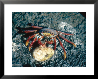 Sally Lightfoot Crab, Feeding On Penguin Egg, Galapagos Islands by Mary Plage Pricing Limited Edition Print image