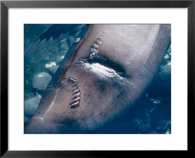 Galapagos Sealion, Close Up Of Shark Bite Scar, Galapagos Islands by Mary Plage Pricing Limited Edition Print image