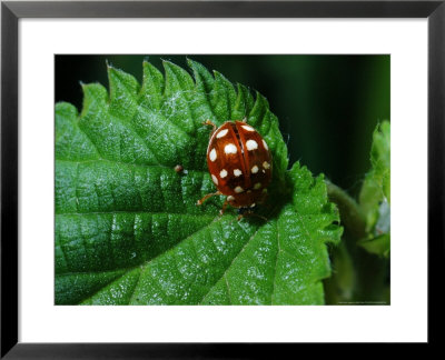 14-Spot Ladybird, Searching For Aphids, Cumbria, Uk by Keith Porter Pricing Limited Edition Print image