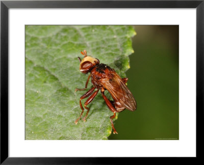 Conopid Fly, Adult Perching, Kent, Uk by Keith Porter Pricing Limited Edition Print image