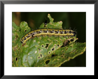 Caterpillar Of A Large White Butterfly, Feeding, Cambridgeshire, Uk by Keith Porter Pricing Limited Edition Print image