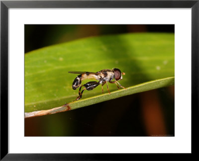 Hoverfly, Adult Basking On Leaf, Cambridgeshire, Uk by Keith Porter Pricing Limited Edition Print image