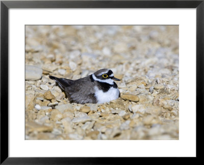 Little Ringed Plover, Male Incubating, Uk by Mike Powles Pricing Limited Edition Print image