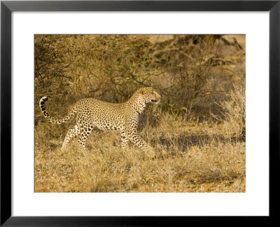 Leopard, Young Female Ears Back Stalking, Kenya by Mike Powles Pricing Limited Edition Print image