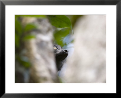 Indri, Perinet, Madagascar by Mike Powles Pricing Limited Edition Print image
