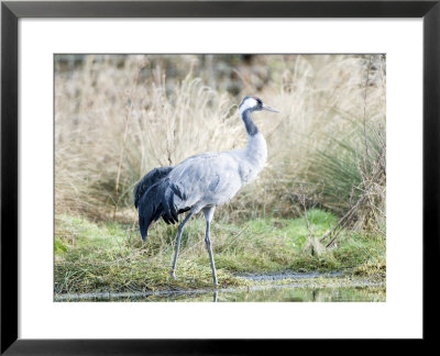 Common Crane, Adult At Waters Edge In Marsh, Uk by Mike Powles Pricing Limited Edition Print image