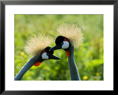 Grey Crowned Cranes, Adult Pair Courting, Norfolk, Uk by Mike Powles Pricing Limited Edition Print image