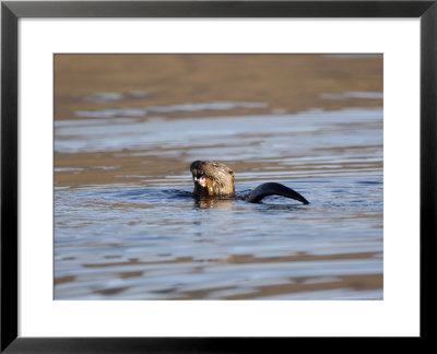 Otter Eating A Butterfish Whilst Swimming, Scotland by Keith Ringland Pricing Limited Edition Print image