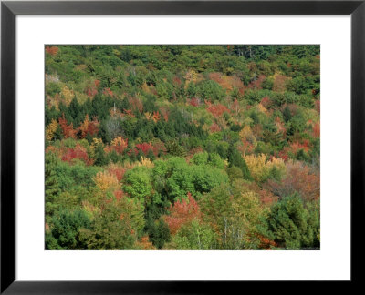 Foliage Change Through Fall Season, Sequence 3 by Chris Sharp Pricing Limited Edition Print image