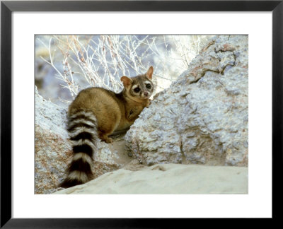 Ringtail Cat, Usa by Shattil And Rozinski Pricing Limited Edition Print image