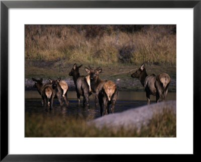 Elk In Pond, Cervus Canadensis, Co by Robert Franz Pricing Limited Edition Print image