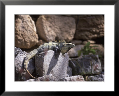 Iguana, Chichen Itza, Mexico by Timothy O'keefe Pricing Limited Edition Print image