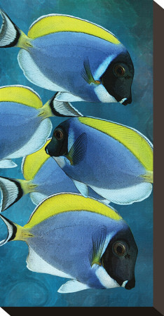 Powder Blue Tang I by Melinda Bradshaw Pricing Limited Edition Print image