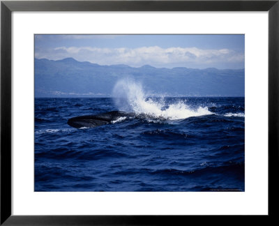 Sei Whale, Surfing, Azores, Portugal by Gerard Soury Pricing Limited Edition Print image