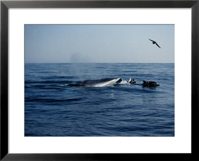 Fin Whale, With Dolphins And Shearwater, Azores by Gerard Soury Pricing Limited Edition Print image