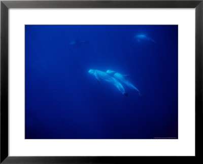 Rissos Dolphins Underwater, Azores, Portugal by Gerard Soury Pricing Limited Edition Print image