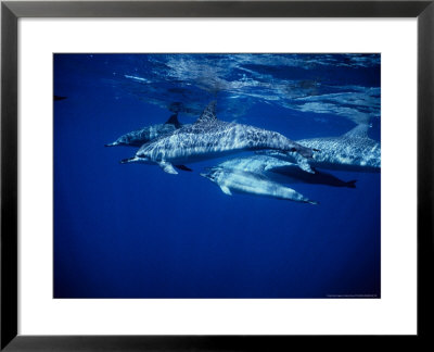Long-Snouted Spinner Dolphin, Group, Brazil by Gerard Soury Pricing Limited Edition Print image